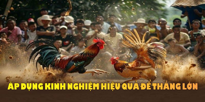 Học hỏi luật đá gà miền Nam và áp dụng kinh nghiệm hiệu quả để thắng lớn