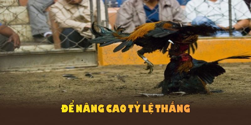 Nắm rõ luật đá gà miền Bắc để nâng cao tỷ lệ thắng