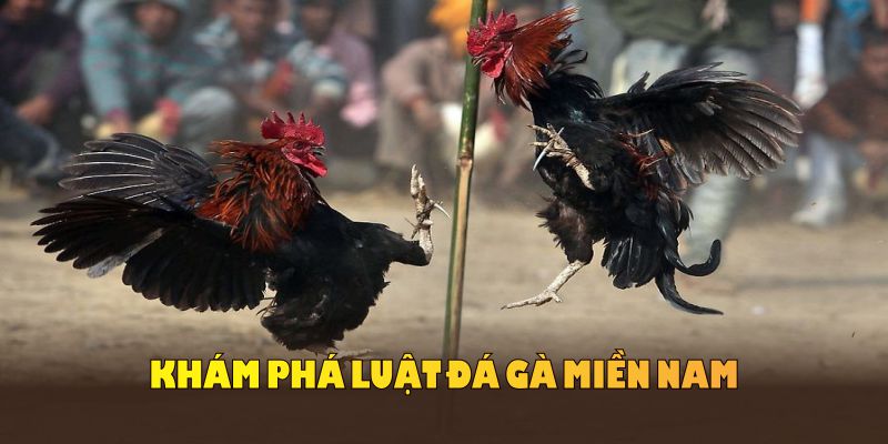 Khám phá luật đá gà miền Nam ra đời từ nhiều thế kỷ trước