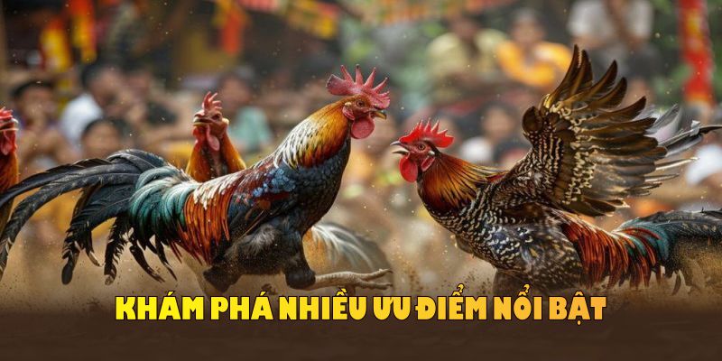 Khám phá nhiều ưu điểm nổi bật từ luật đá gà miền Nam